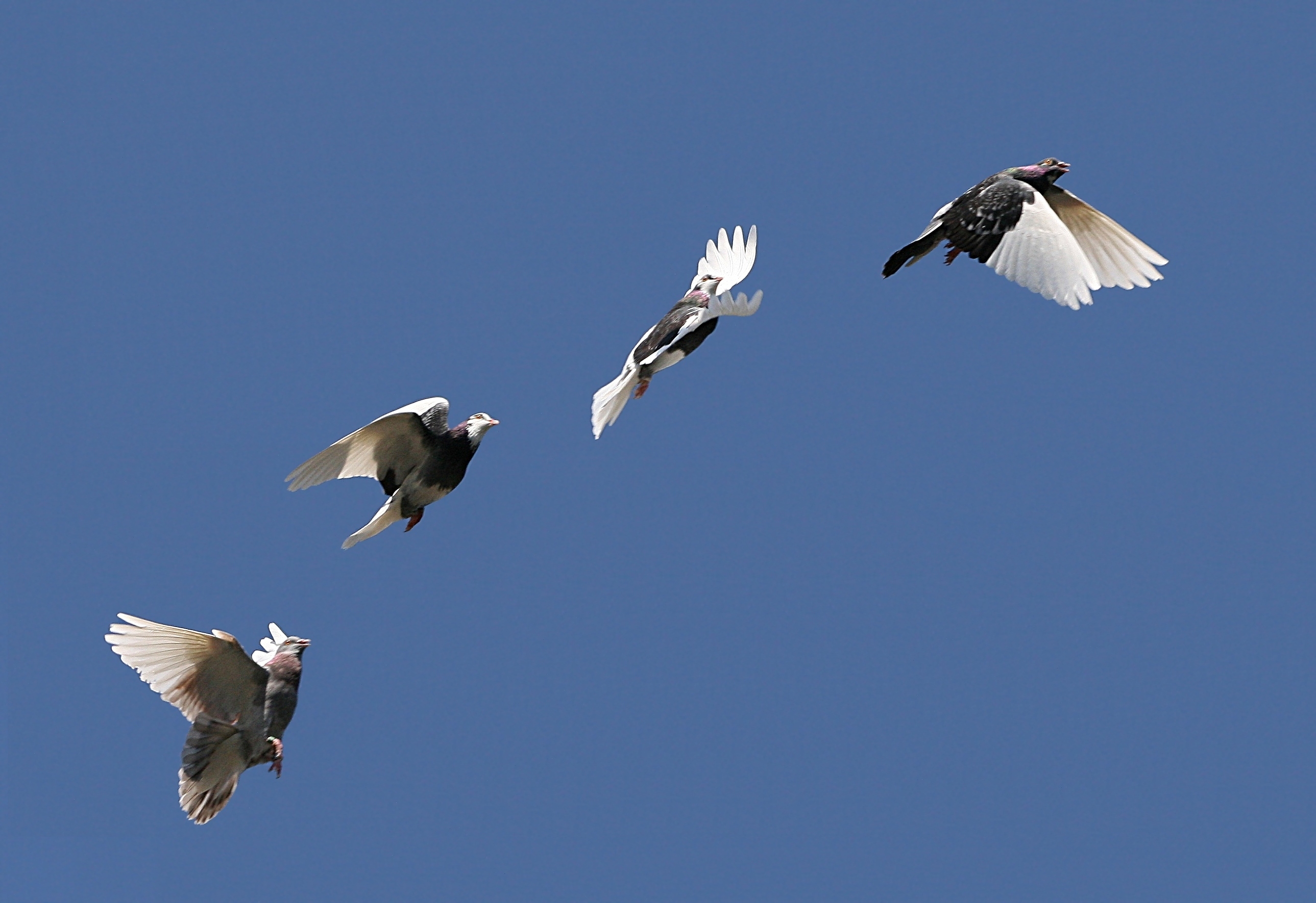 Domestic pigeon flight