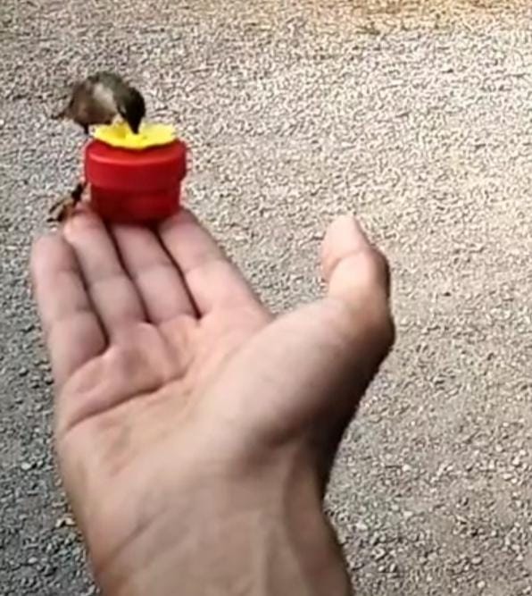 Hummingbird photo