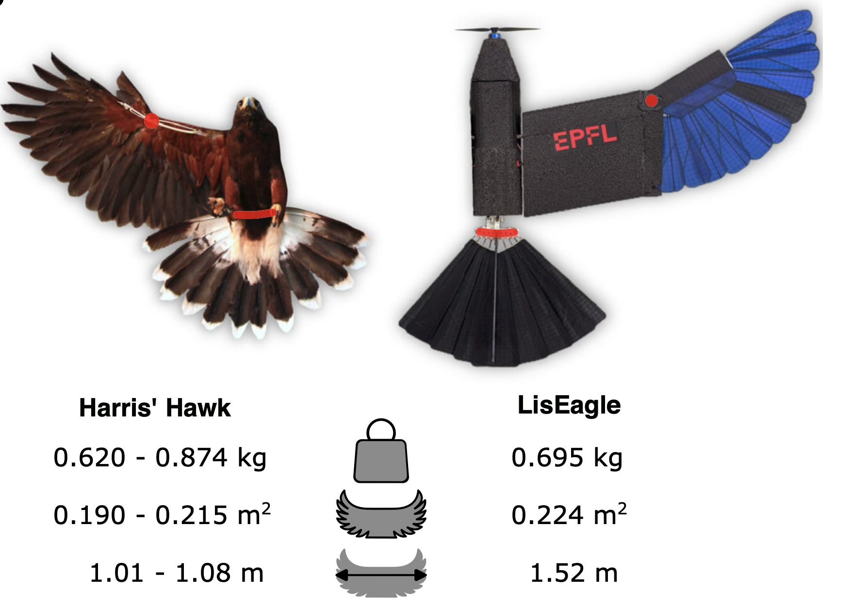 LisEagle