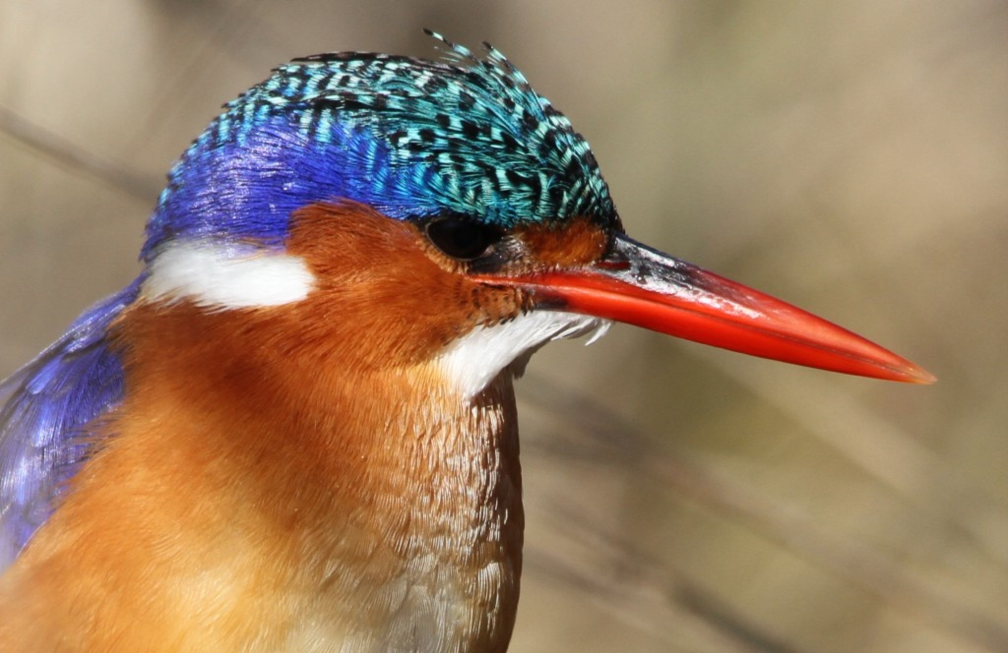 Malachite Kingfisher perched on a branch