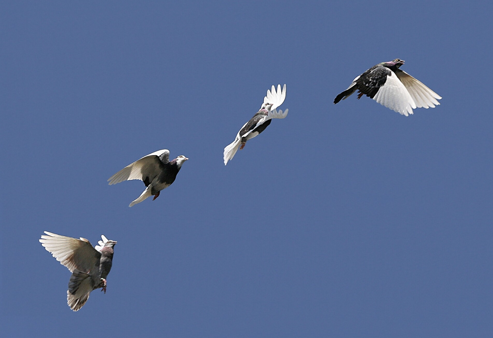 Domestic pigeon flight